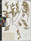 Foto von Salix glabra Scop. x Salix retusa L.